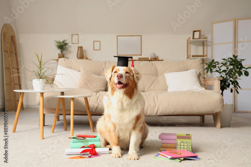 Cute Australian Shepherd do...