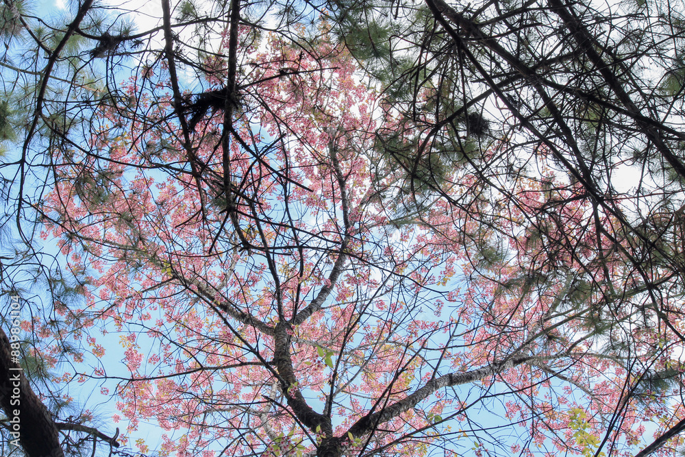 Prunus cerasoides Wild Himalayan Cherry pink flowers again blue sky at Phu Lom Lo Loei and Phitsanulok of Thailand Prunus cerasoides Wild Himalayan Cherry pink flowers again blue sky at Phu Lom Lo Loei and Phitsanulok of Thailand