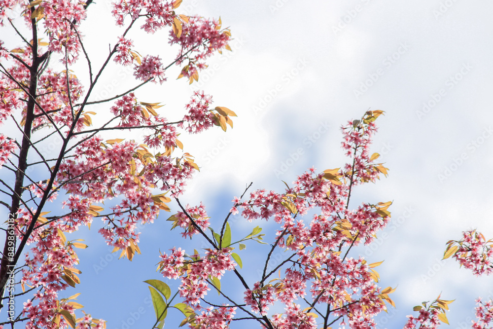 Prunus cerasoides Wild Himalayan Cherry pink flowers again blue sky at Phu Lom Lo Loei and Phitsanulok of Thailand Prunus cerasoides Wild Himalayan Cherry pink flowers again blue sky at Phu Lom Lo Loei and Phitsanulok of Thailand