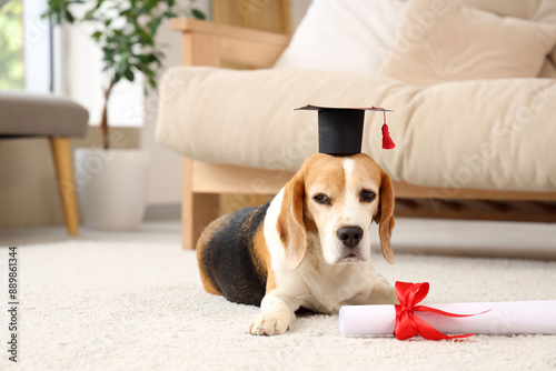 Cute beagle dog in mortar b...