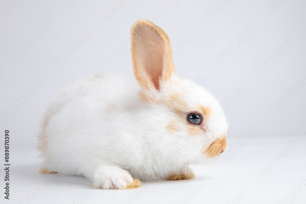 Healthy lovely baby bunny easter white rabbit on white background. Cute fluffy rabbit on white background Animal symbol of easter day festival. Healthy lovely baby bunny easter white rabbit on white background. Cute fluffy rabbit on white background Animal symbol of easter day festival.