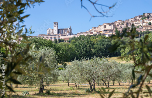 Assisi - The landscape with the Basilica di San Francesco and olives photo