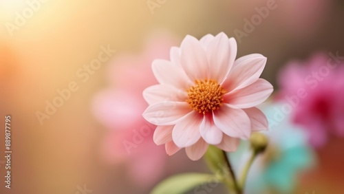  Blooming beauty in soft focus