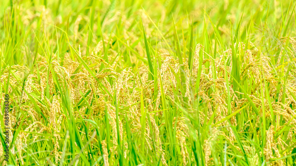 実りはじめた稲