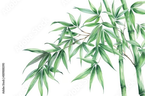 A delicate watercolor painting of bamboo swaying gently in the breeze, isolate on white background