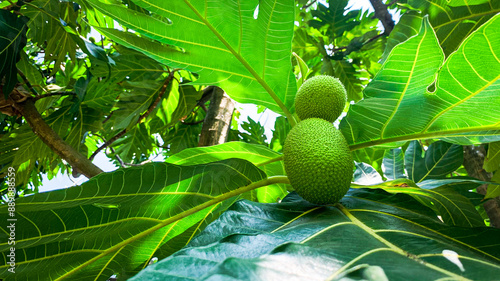 Fresh breadfruit growing on a tree with lush, green leaves. detailed textures of the fruit and foliage highlight the beauty of nature and agriculture in tropical environments. photo