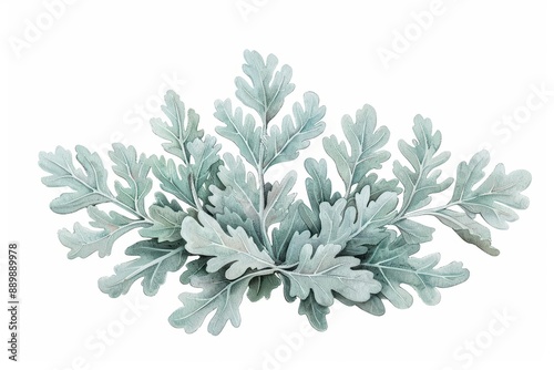 A watercolor painting of dusty miller with its silvery leaves, isolate on white background