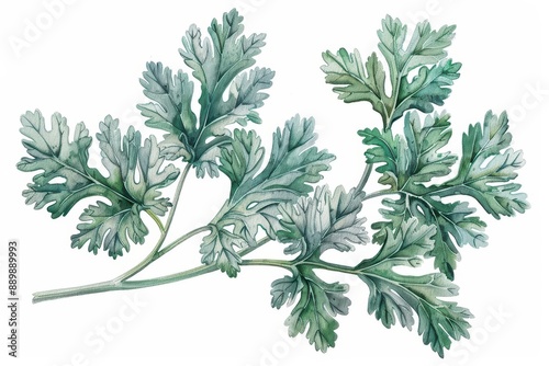 A watercolor painting of dusty miller with its silvery leaves, isolate on white background