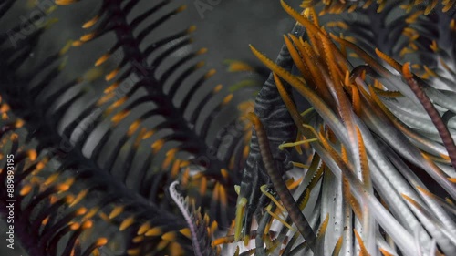 The shrimp sits between the tentacles of a sea lily and collects food from its surface. Ambon crinoid shrimp (Laomenes amboinensis) Indo-West Pacific, 2 cm. photo