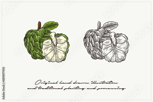 Custard apple illustration in engraving style