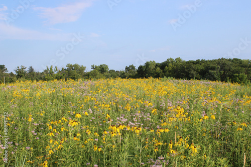 Fototapeta Naklejka Na Ścianę i Meble -  Wild bergamot and yellow coneflowers on a hill at the Linne Woods tallgrass prairie in Morton Grove, Illinois