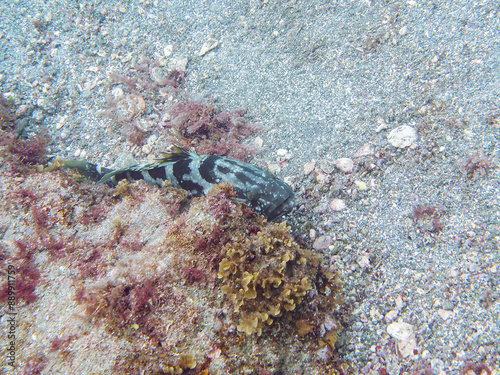 美しく大きな高級魚、クエ（ハタ科）。

日本国静岡県伊豆半島賀茂郡南伊豆町中木から渡し船で渡るヒリゾ浜-2024年6月

Longtooth grouper (Epinephelus bruneus), a beautiful, large, high-end fish.
 photo