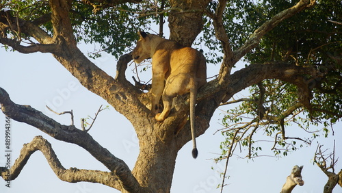 Lion back-view sitting in tree, natural background 