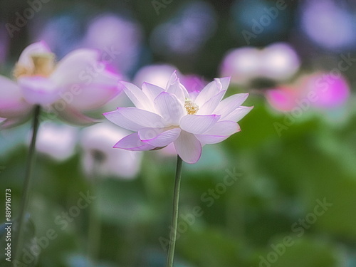 梅雨明けの夏の池にはハスの花が咲き誇ります