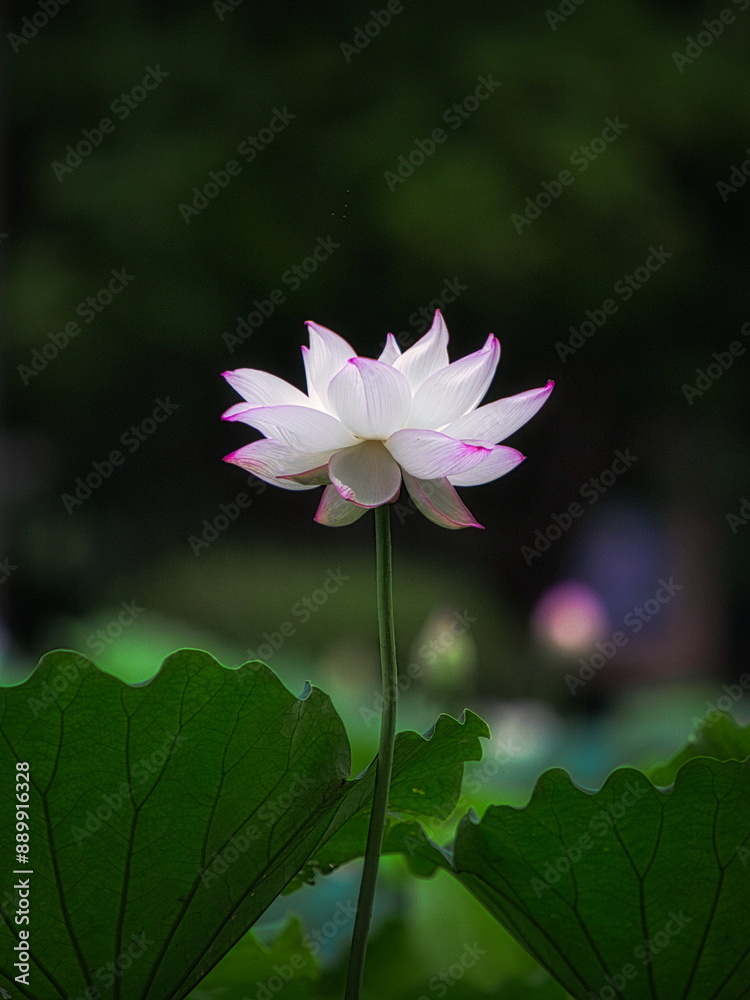 Obraz premium 梅雨明けの夏の池にはハスの花が咲き誇ります