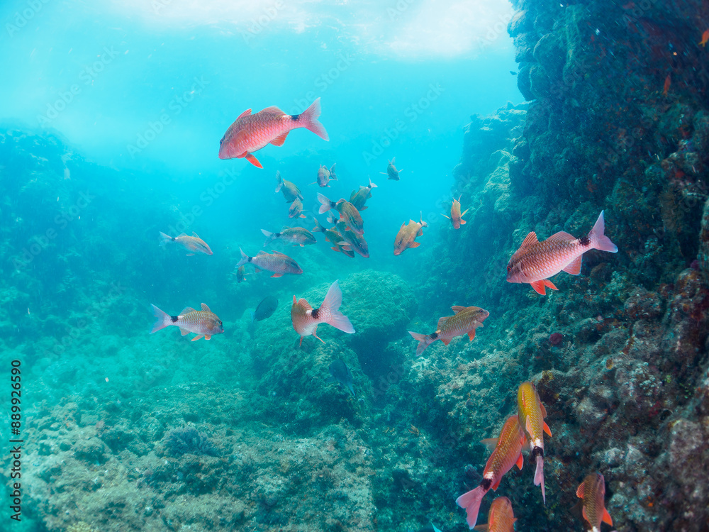 Fototapeta premium 美しいニザダイ（ニザダイ科）、ホウライヒメジ（ヒメジ科）他の群れ。 日本国静岡県伊豆半島賀茂郡南伊豆町中木から渡し船で渡るヒリゾ浜-2024年7月 Sawtail (Prionurus scalprum) Whitesaddle goatfish (Parupeneus ciliatus) 