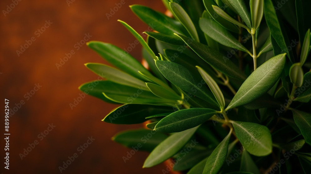 Fototapeta premium Olive tree branches with green leaves