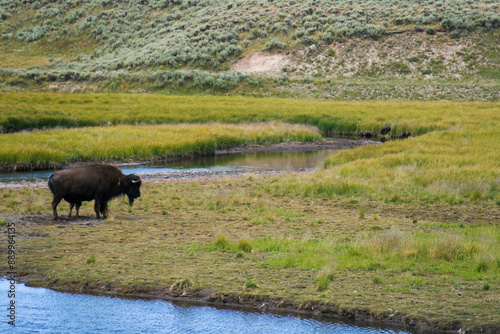 A large, brown, lone Buffalo grazing near a river in Montana.