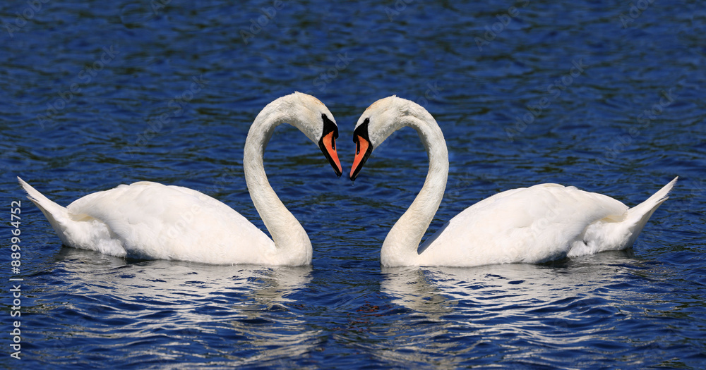 Fototapeta premium Mute swan couple floating on Ontario Lake, Canada