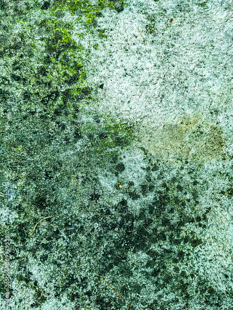 Obraz premium green moss on the floor