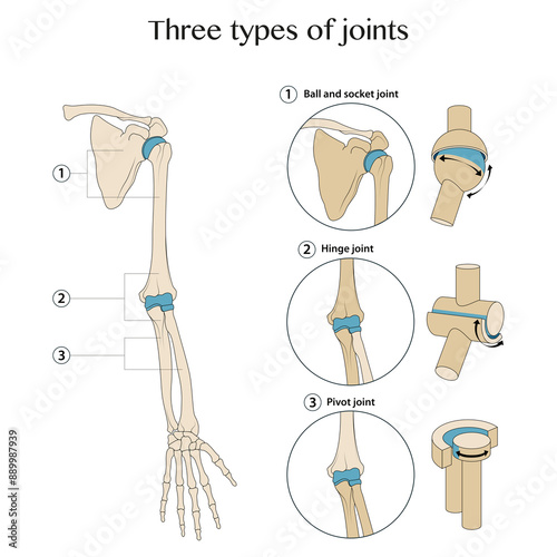 Three types of hand joints