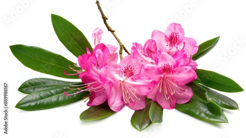 Blooming Pink Rhododendron with Green Leaves