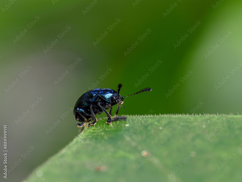 Naklejka premium a kind of insects named beetle, on green leaf in the wild