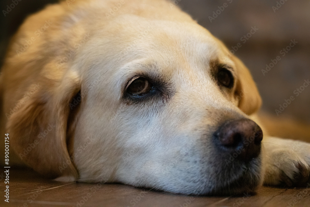 Close-up portrait of a Labrador retriever dog. Close-up portrait of a Labrador retriever dog.