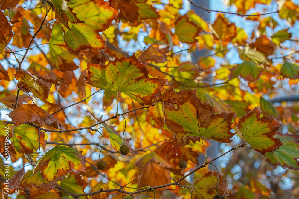 Bright autumn leaves close-up, autumn colors, red and yellow leaves, interesting natural background Bright autumn leaves close-up, autumn colors, red and yellow leaves, interesting natural background