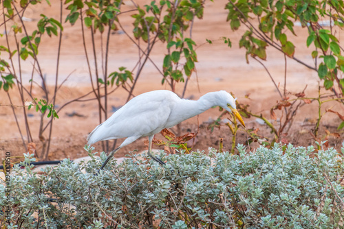 Western cattle egret (Bubulcus ibis) in winter plumage hunting for insects. photo