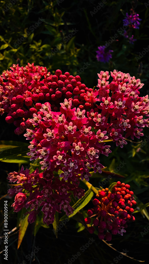 Obraz premium red and yellow flowers