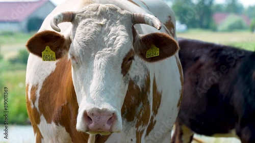 Wallpaper Mural Close-up of a cow in a pasture with a clear view of its face, highlighting livestock farming Torontodigital.ca