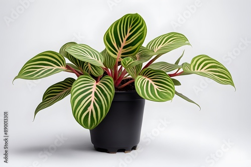 Maranta leuconeura var plant in pot white background, AI generated