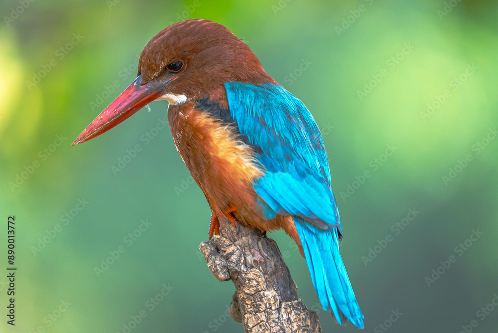 Obraz premium The White-throated Kingfisher has a bright turquoise body, a striking red beak, and a distinctive white throat. It’s often found near water, hunting fish and insects.