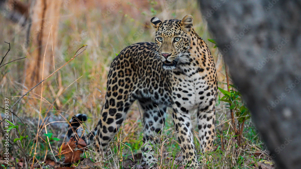 An elusive Indian leopard prowled, its golden coat blending seamlessly with the camouflage of tall grass. With stealth, it stalked its prey, a silent ghost in the wilderness. An elusive Indian leopard prowled, its golden coat blending seamlessly with the camouflage of tall grass. With stealth, it stalked its prey, a silent ghost in the wilderness.