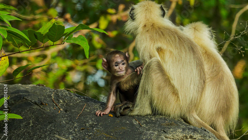 Langur monkeys are protective of their young, often seen cradling or carrying them. Young langurs stay close to mothers, learning and playing actively.