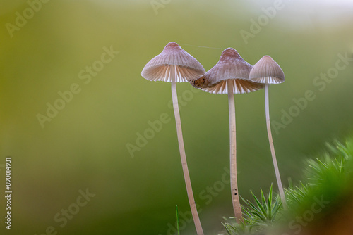 Close-up of three tiny bleeding helmet mushrooms (Mycena haematopus) standing together in moss photo