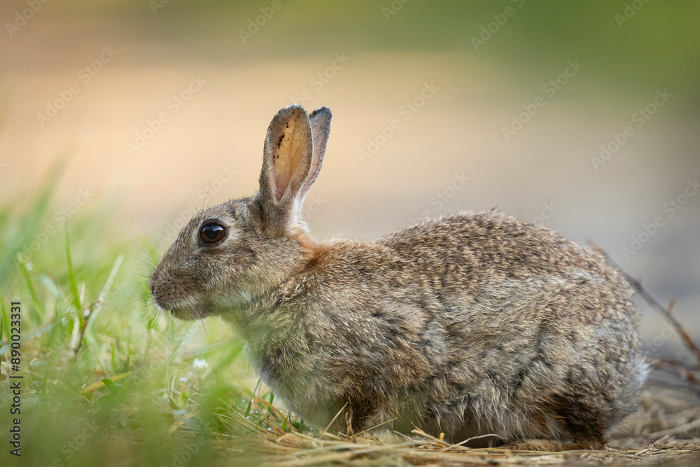 Fototapeta premium lapins de garenne