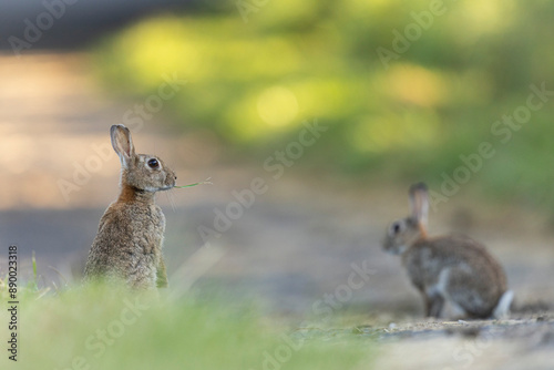 lapins de garenne photo