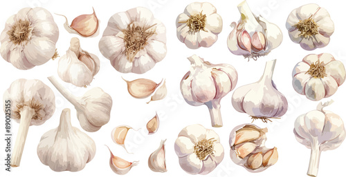 garlic watercolor clipart