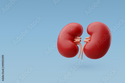 3d Vector Human kidneys with veins and arteries, Urinary system, Internal organs concept.