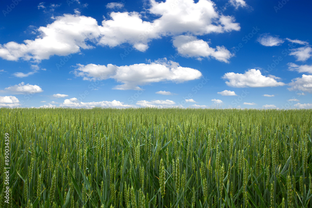 Green wheat stalks in field beneath white clouds. Green wheat stalks in field beneath white clouds.