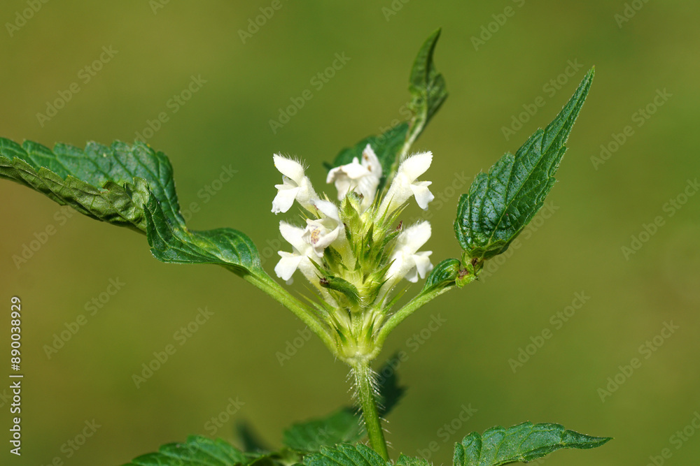 Obraz premium Close up white flowers of Galeopsis tetrahit, the common hemp-nettle or brittlestem hempnettle. Family Lamiaceae. Summer, July, Netherlands.
