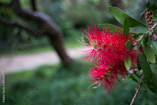 Closeup of red callistemom flowers in a public garden photo