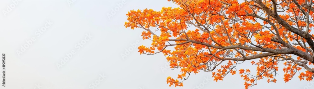 Tree with bright orange blossoms against a clear sky, vibrant spring contrast Tree with bright orange blossoms against a clear sky, vibrant spring contrast