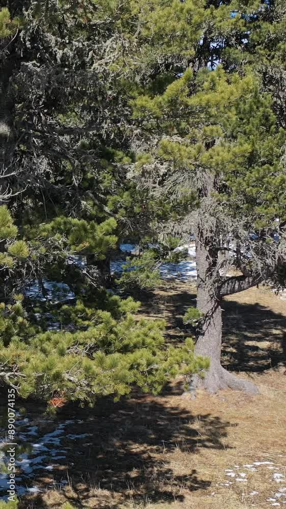 Vertical video from lifting up drone on mountain cedar forest and mount Sarlyk. Altai republic. Vertical video from lifting up drone on mountain cedar forest and mount Sarlyk. Altai republic.