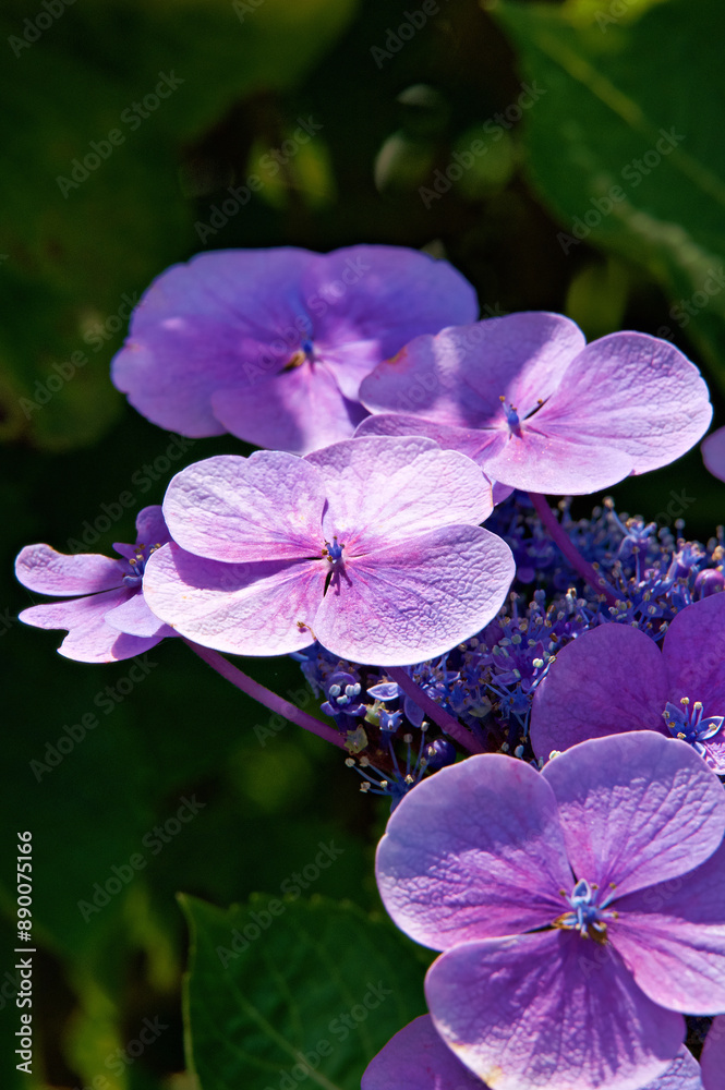 Obraz premium garden hydrangea