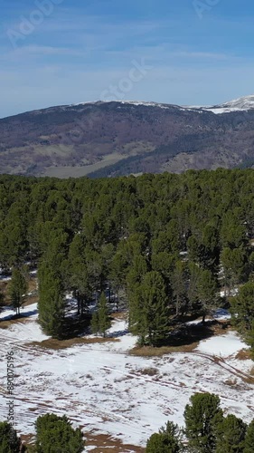 Vertical video from drone flying over  mountain cedar forest with view mount Sarlyk. Altai republic. photo