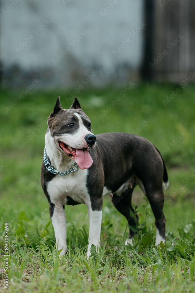 The American Staffordshire Terrier walks on the grass in summer The American Staffordshire Terrier walks on the grass in summer