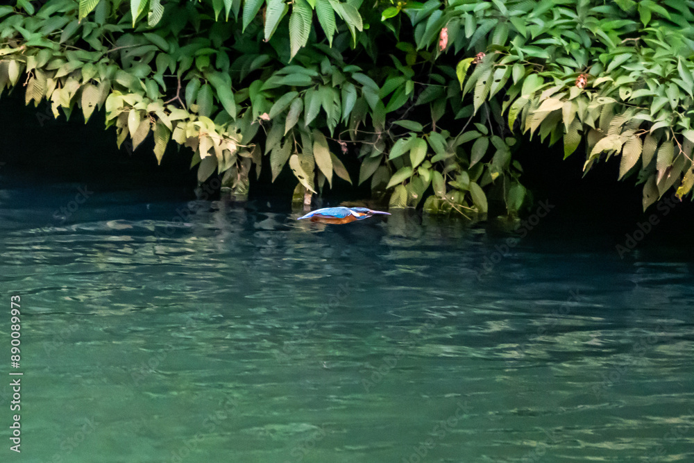 Naklejka premium 水面ギリギリを滑空するカワセミ